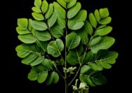 Manfaat Daun Kelor