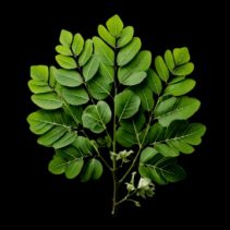 Manfaat Daun Kelor