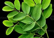 Manfaat Daun Kelor
