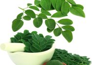 daun kelor