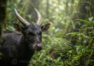 hewan endemik Sulawesi Tengah terancam punah