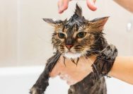 Shampo Kucing Terbaik 2026