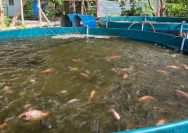 Pemeliharaan Kolam Ikan Air Tawar