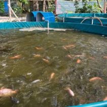 Pemeliharaan Kolam Ikan Air Tawar