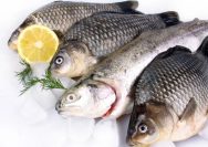 Cara Memilih Ikan Segar
