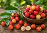 Manfaat Buah Kersen
