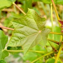 Manfaat Daun Jarak