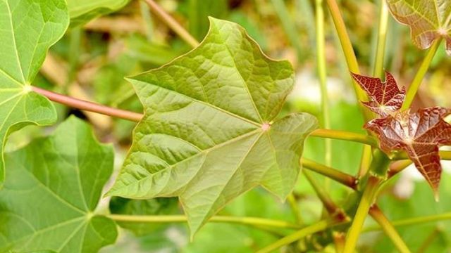 Manfaat Daun Jarak