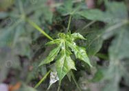 manfaat daun pepaya