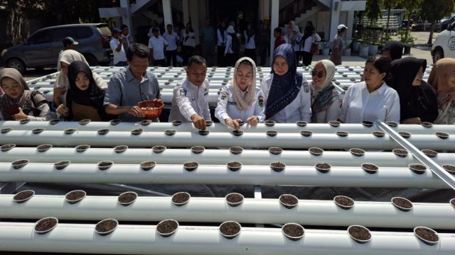 Budidaya Hidroganik Palu