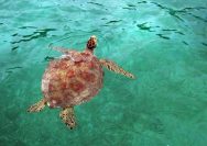 Pulau Pasoso Donggala