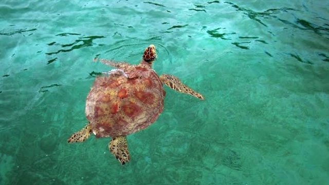 Pulau Pasoso Donggala