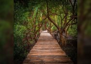 Hutan Mangrove Dewi Biringkassi