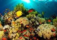 Wisata Taman Nasional Bunaken