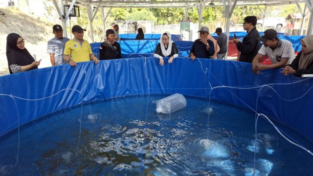 budidaya ikan nila bioflok