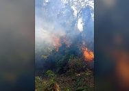 kebakaran hutan Donggala