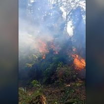 kebakaran hutan Donggala