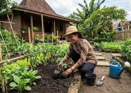cara menanam sayuran