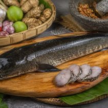 Manfaat Ikan Gabus