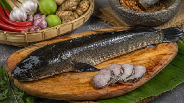 Manfaat Ikan Gabus