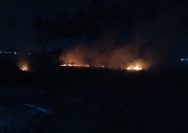 Kebakaran Lahan Gambut Buol