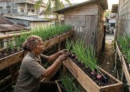 cara menanam bawang merah
