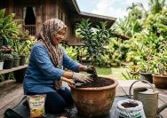 Menanam Jeruk dalam Pot
