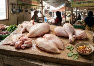 efek makan ayam setiap hari