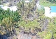 Kebakaran Hutan dan Lahan Buol