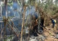 Kebakaran Lahan Donggala