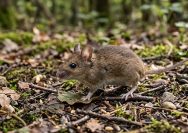 cara usir tikus tanpa racun
